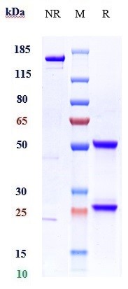 Anti-HGF/SF Reference Antibody (ficlatuzumab) on SDS-PAGE under reducing (R) condition