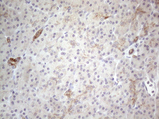Immunohistochemical staining of paraffin-embedded Human pancreas tissue within the normal limits using anti-HGF mouse monoclonal antibody