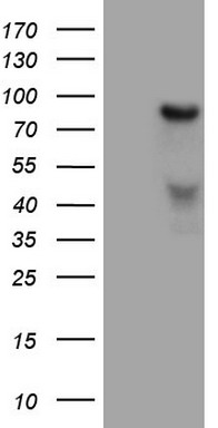 m00089 anti hgf mouse monoclonal antibody clone id oti1d2 wb testing 1