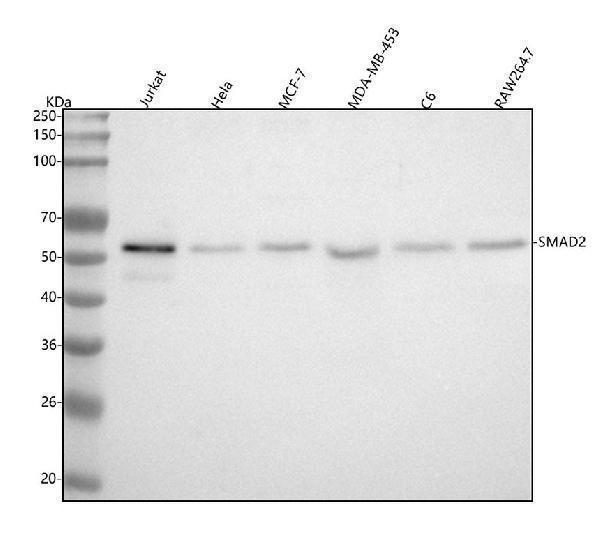  Western blot analysis of SMAD2 using anti-SMAD2 antibody (M00090-1)