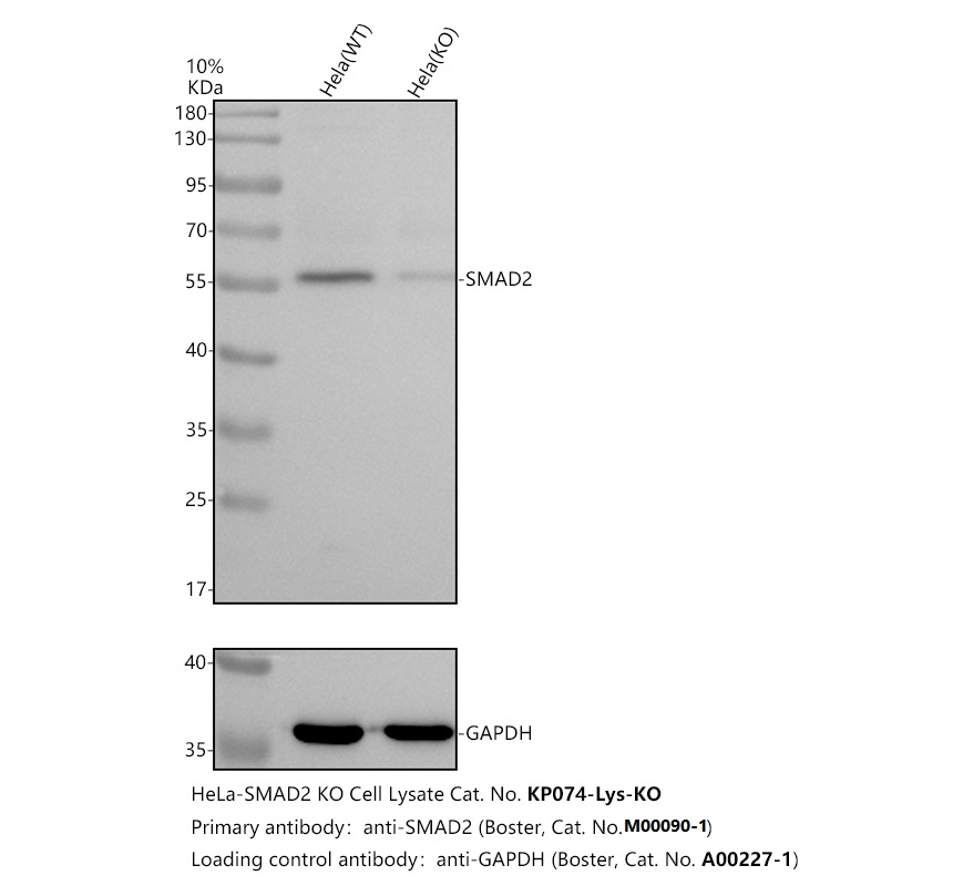 m00090 1 smad2 primary antibodies wb testing 2