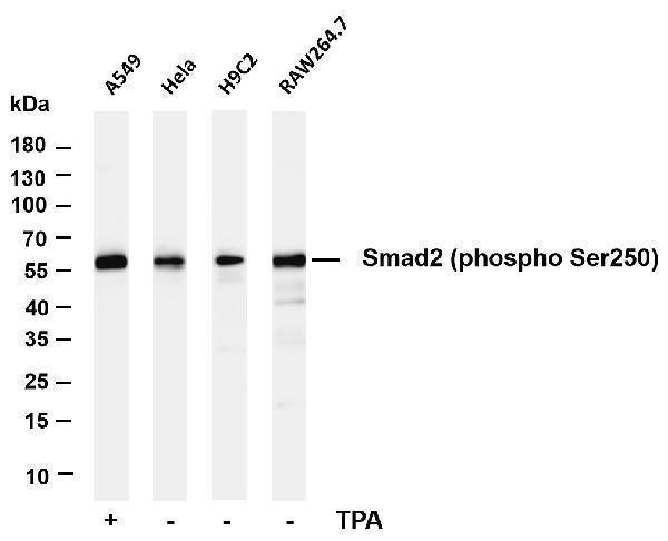 m00090 5 smad2 primary antibodies wb testing 1