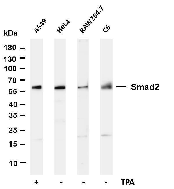 m00090 6 smad2 primary antibodies wb testing 1