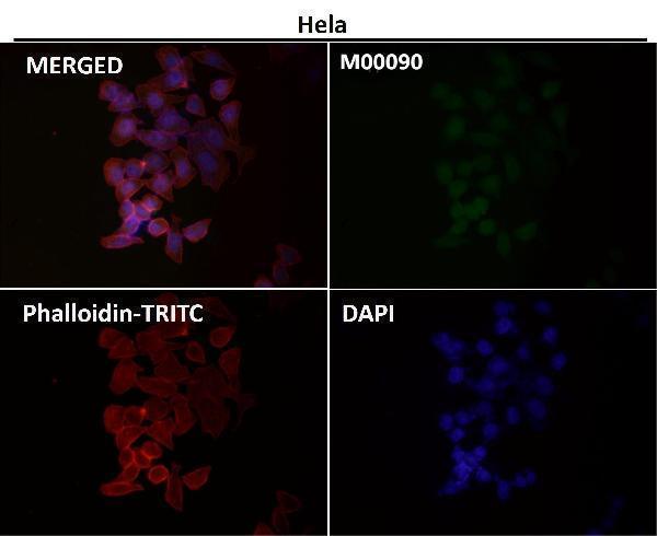 Immunofluorescent analysis using the Antibody at 1:50 dilution