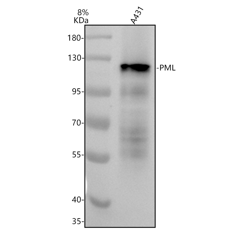 Western blot analysis of PML using anti-PML antibody (M00093)