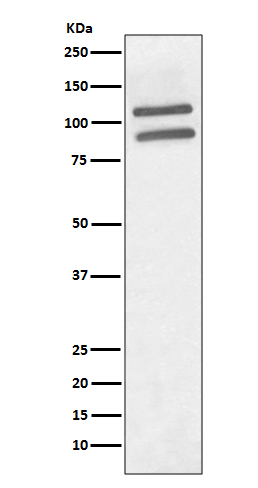 Western blot analysis of PML expression in 293 cell lysate