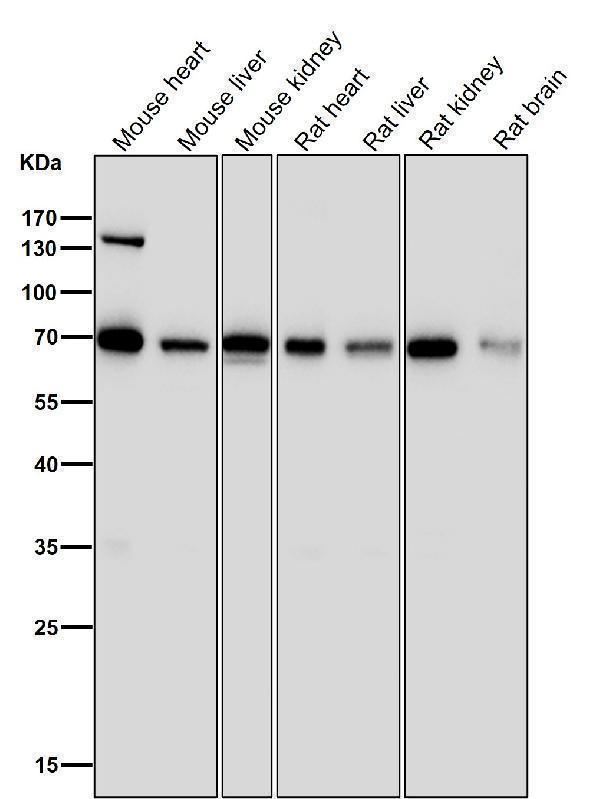 All lanes use the Antibody at 1:1K dilution for 1 hour at room temperature