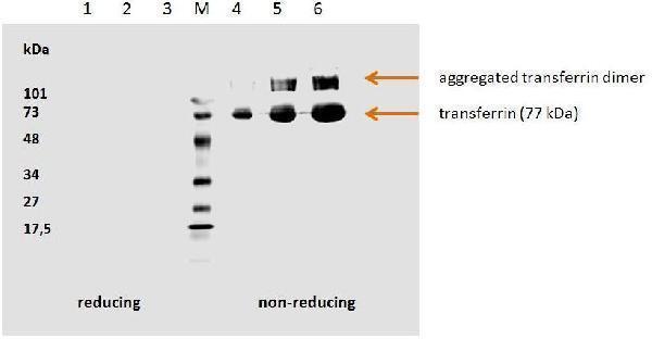 m00094 1 transferrin primary antibodies wb testing 1_1