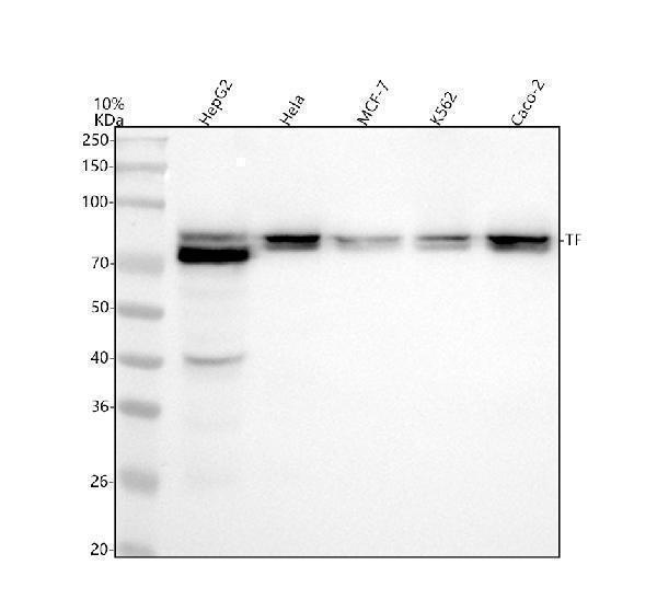 m00094 4 tf primary antibodies wb testing 1