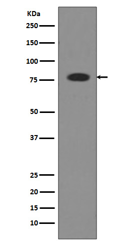 m00094 wb