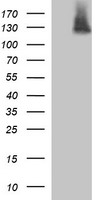 m00096 3 anti pdgf receptor beta pdgfrb mouse monoclonal antibody clone id oti1d2 wb testing 1