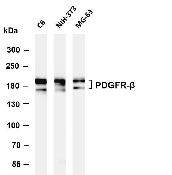 m00096 6 pdgfrb primary antibodies wb testing 1