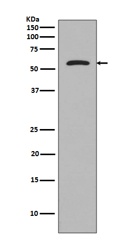 m00097 1 wb
