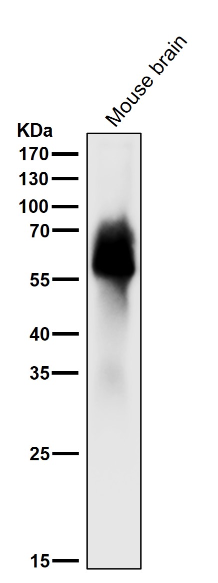 m00097 1 wb7