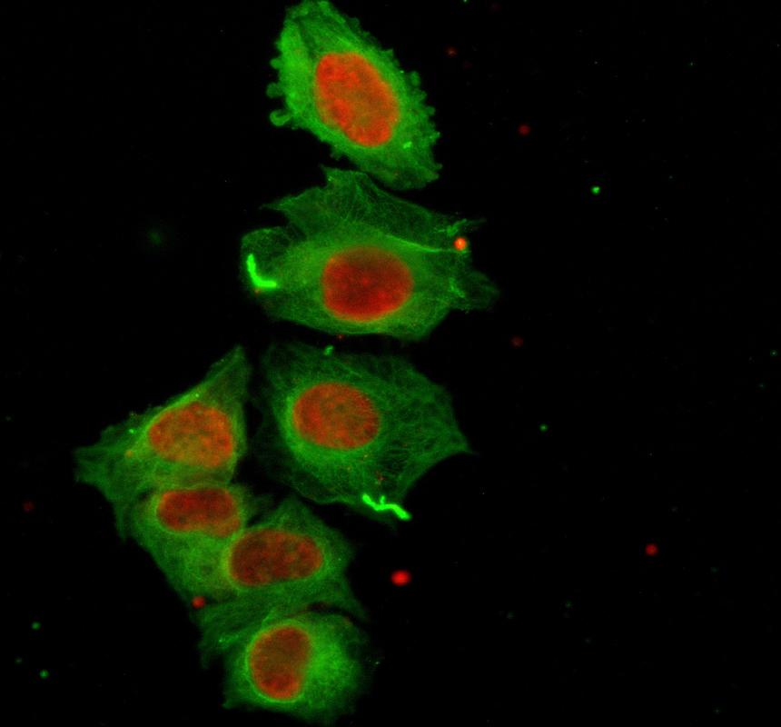 IF analysis of TAU/MAPT using anti-TAU/MAPT antibody (M00097-11) and anti-Alpha Tubulin antibody (M03989-3)