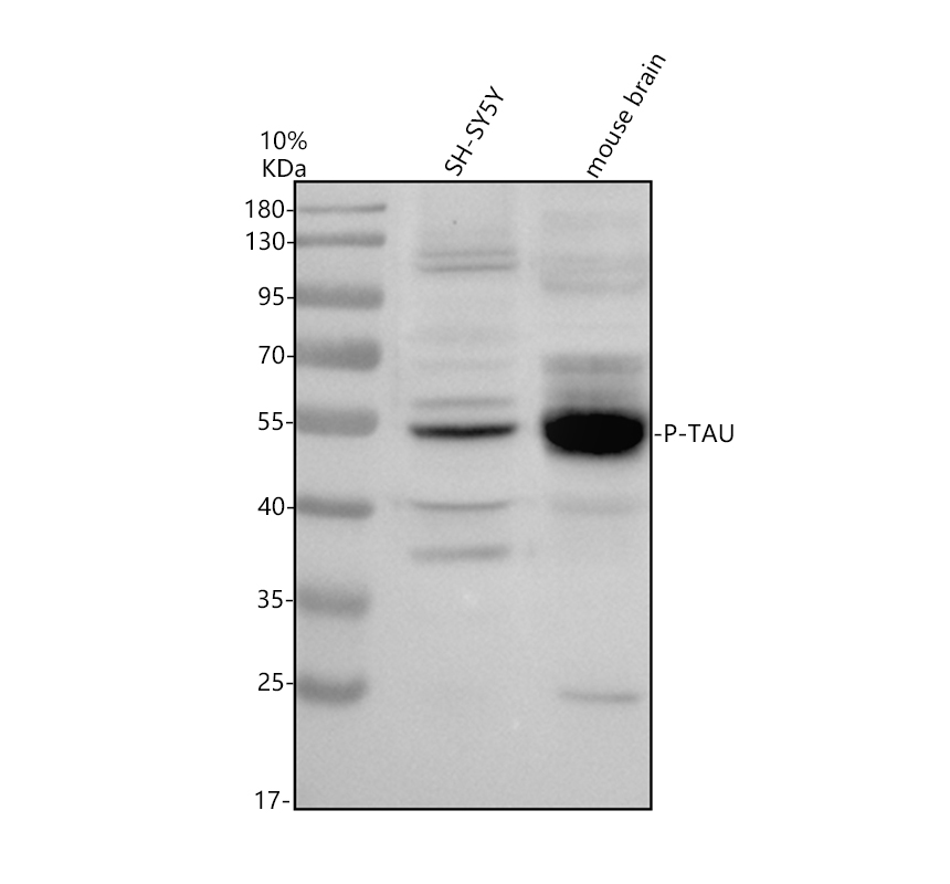 m00097 11 mapt primary antibodies wb testing 1