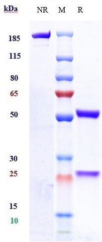 m00097 6 sds page