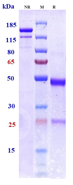m00097 9 sds page