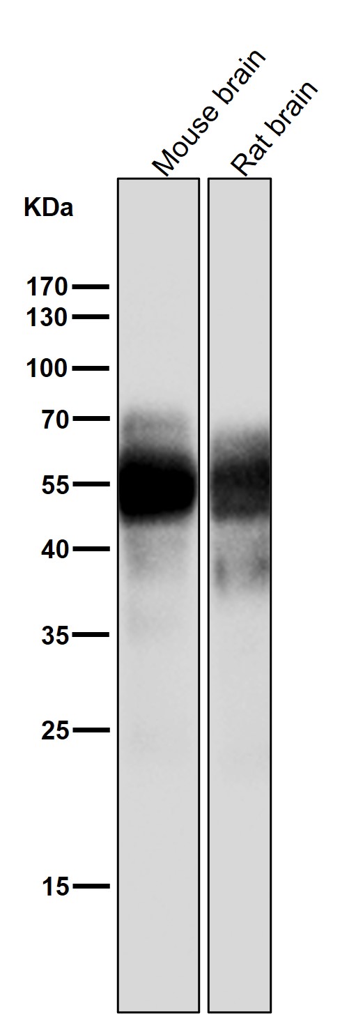 m00097 wb8