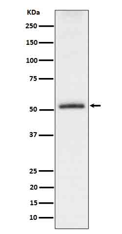 m00097s198 wb