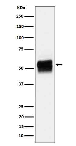 m00097s202 wb