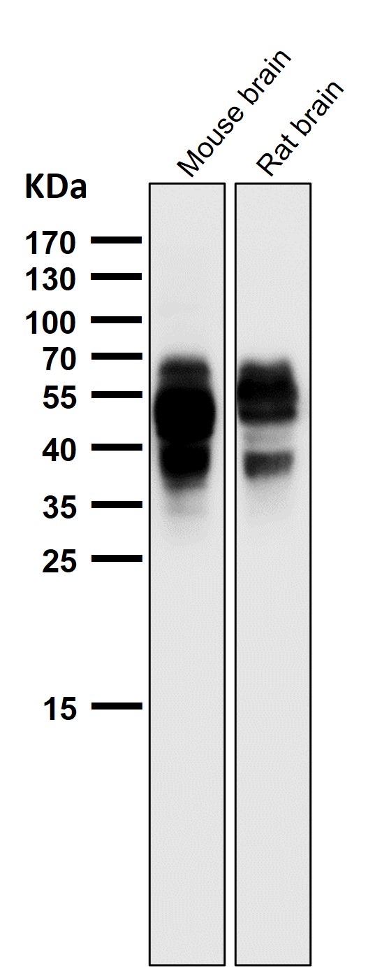 m00097s202 wb7