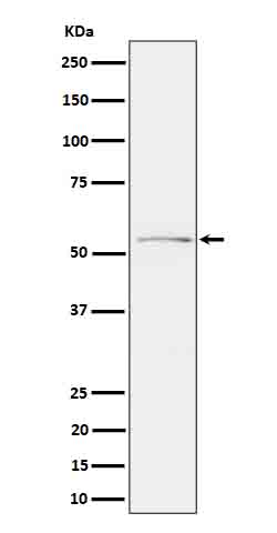 m00097s214 wb