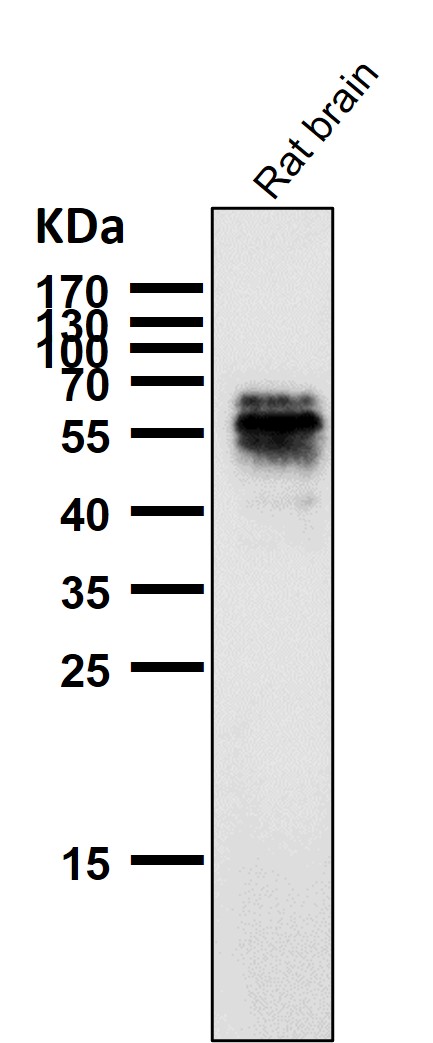 m00097s214 wb7