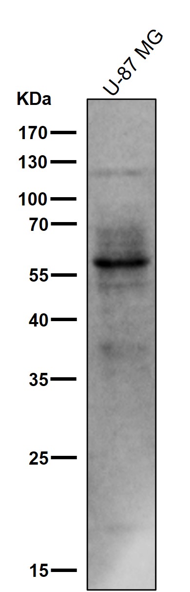 m00097s214 wb8