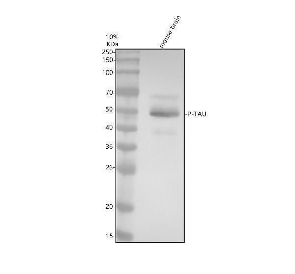 m00097s404 p tau primary antibodies wb testing 1