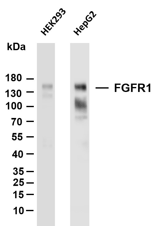 Various whole cell lysates were separated by 4-20% SDS-PAGE, and the membrane was blotted with anti-FGFR1 antibody