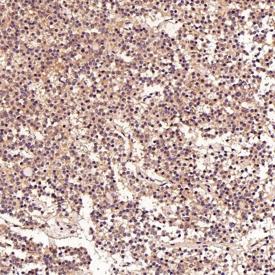 m00098 ihc7
