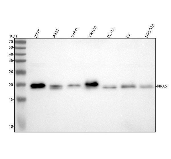  Western blot analysis of KRAS+HRAS+NRAS using anti-KRAS+HRAS+NRAS antibody (M00099-1)