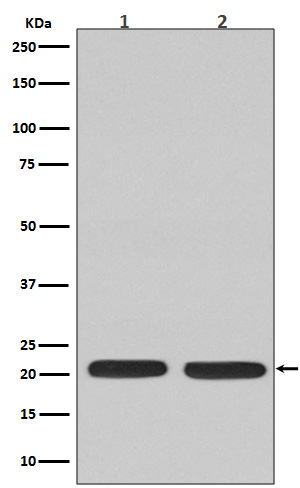 Western blot analysis of Ras expression in (1) C6 cell lysate; (2) Jurkat cell lysate