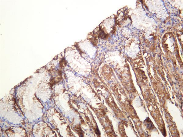 Human colon was stained with anti-Ras rabbit antibody