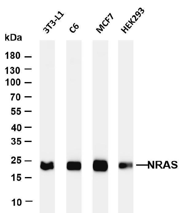 Various whole cell lysates were separated by 4-20% SDS-PAGE, and the membrane was blotted with anti-NRAS antibody