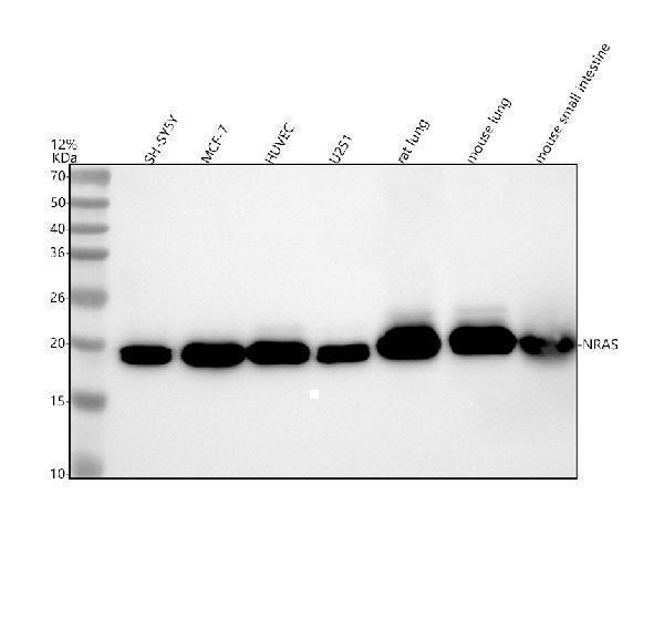 m00099 nras primary antibodies wb testing 1