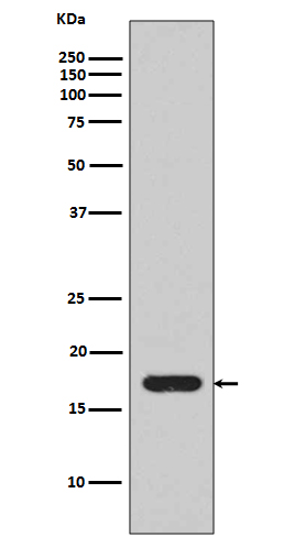 Western blot analysis of extracts from recombinant IL1 beta, using IL1 beta antibody