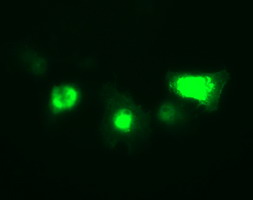 Anti-IL1B mouse monoclonal antibody (M00101-2) immunofluorescent staining of COS7 cells transiently transfected by pCMV6-ENTRY IL1B