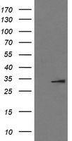 m00101 2 anti il1 beta il1b mouse monoclonal antibody clone id oti3e1 wb testing 1