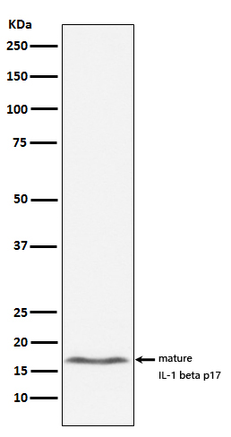 Western blot analysis of IL1 beta expression in RAW 264
