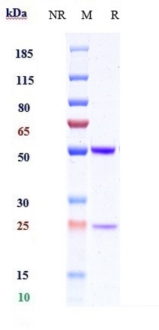 Anti-IL-1b Reference Antibody (CDP484) on SDS-PAGE under reducing (R) condition