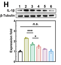 m00101 il1beta primary antibodies wb testing 1