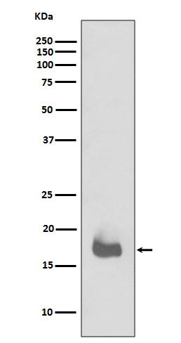 Western blot analysis of IL1 beta expression in recombinant IL1 beta protein