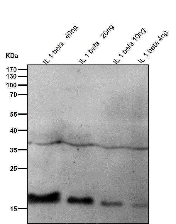 All lanes use the Antibody at 1:500 dilution for 1 hour at room temperature