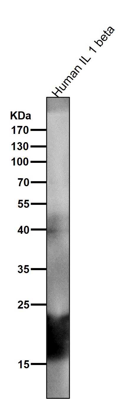 All lanes use the Antibody at 1:500 dilution for 1 hour at room temperature