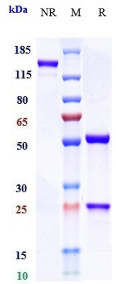 Anti-IL-6/IFNb2 Reference Antibody (olokizumab) on SDS-PAGE under reducing (R) condition