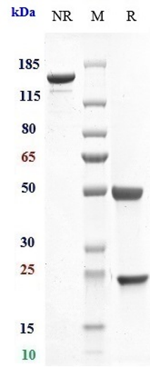 Anti-IL-6/IFNb2 Reference Antibody (CSTRI patent anti-IL-6) on SDS-PAGE under reducing (R) condition