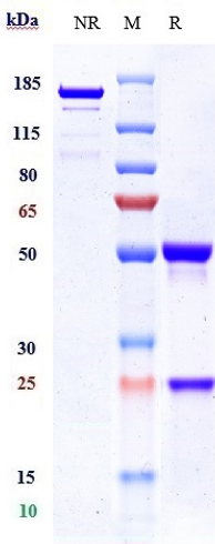 Anti-IL-6/IFNb2 Reference Antibody (ziltivekimab) on SDS-PAGE under reducing (R) condition