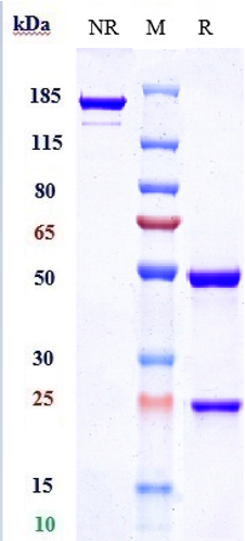 Anti-IL-6/IFNb2 Reference Antibody (clazakizumab) on SDS-PAGE under reducing (R) condition